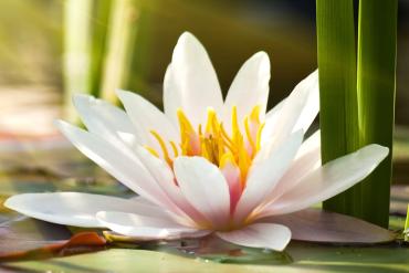 De witte lotus, een symbool van yoga.