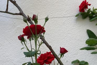 Rode rozen voor een witte muur