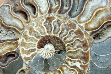 Fossiele schelp