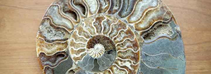 Fossiele schelp